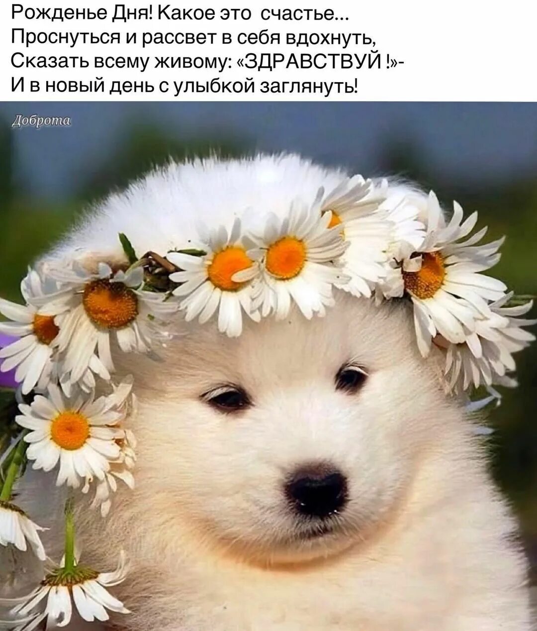 Картинка хорошего дня с животными красивые Pin on Лето.Доброе утро Animals, Dogs, Teddy bear