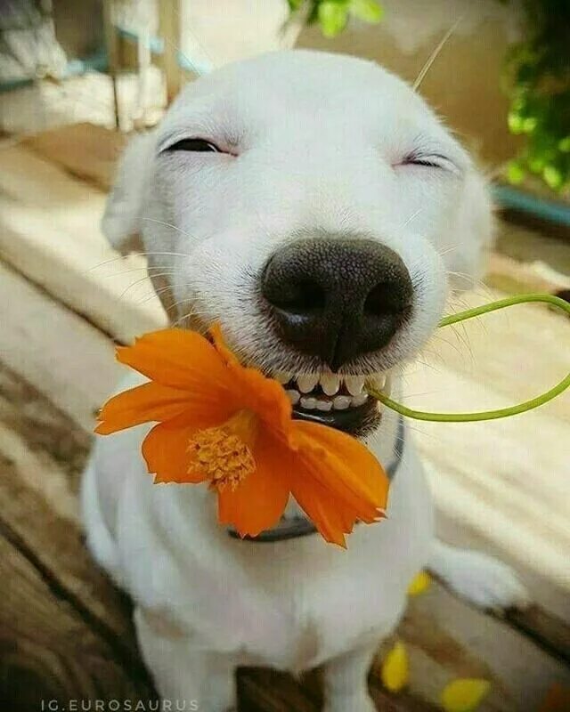 Картинка хорошего дня с животными красивые Pin di Sirlene Pessoa su caninos Cuccioli di animale, Animali divertenti, Animal