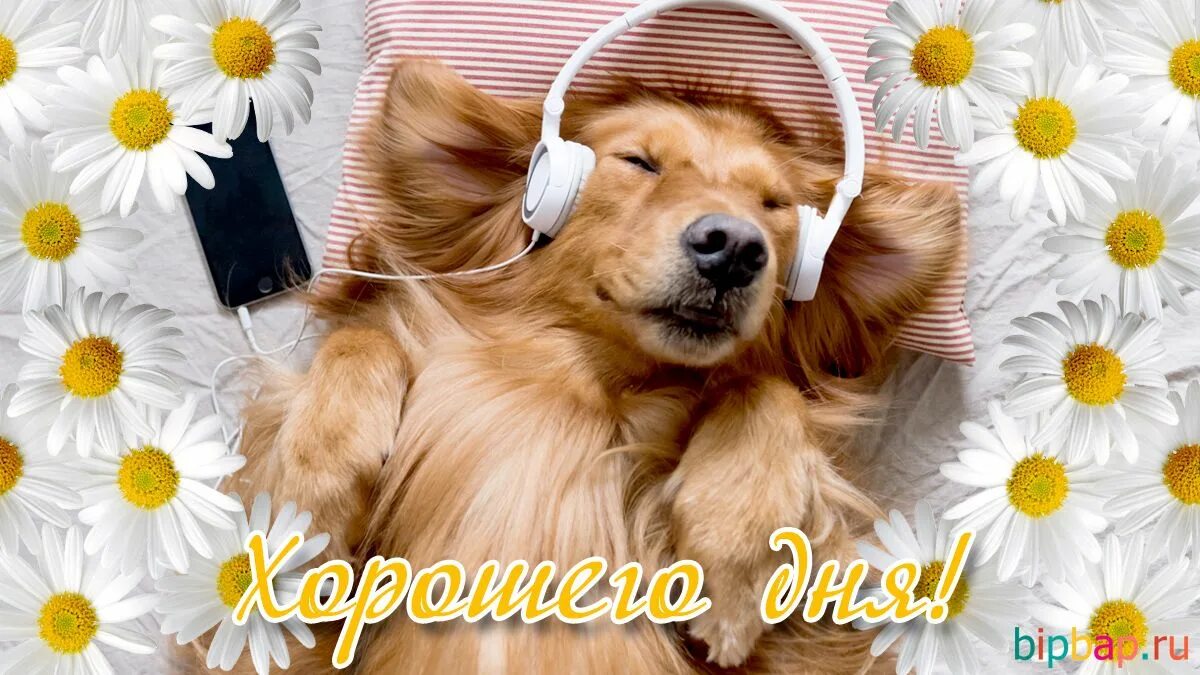 Картинка хорошего дня с животными красивые Смешные картинки "Хорошего дня!" (34 фото) * Прикольные картинки и юмор Картинки