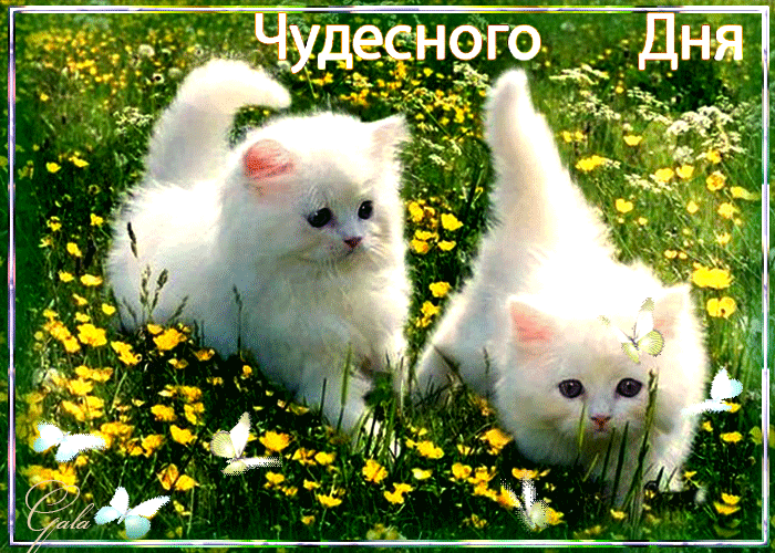 Картинка хорошего дня с животными красивые Фото на тему: Ягодный сезон - Юля Абрикосова - идеи и подборки товаров 2024