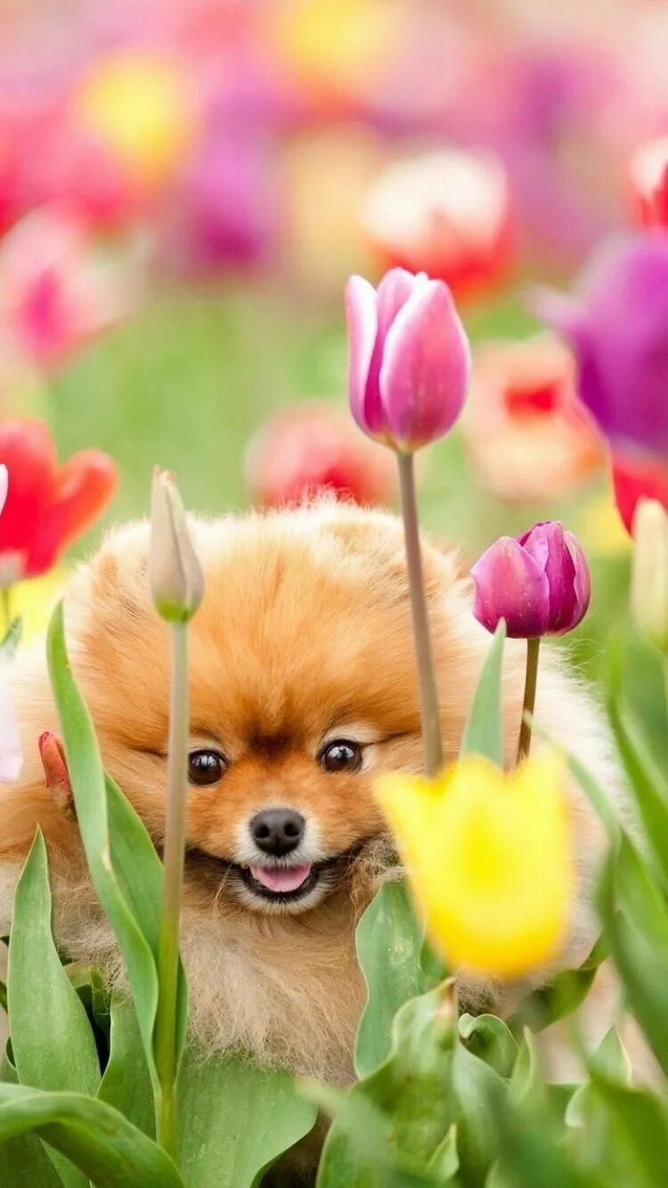 Картинка хорошего дня с животными красивые Your Puppy Cute dogs, Cute animals, Puppies