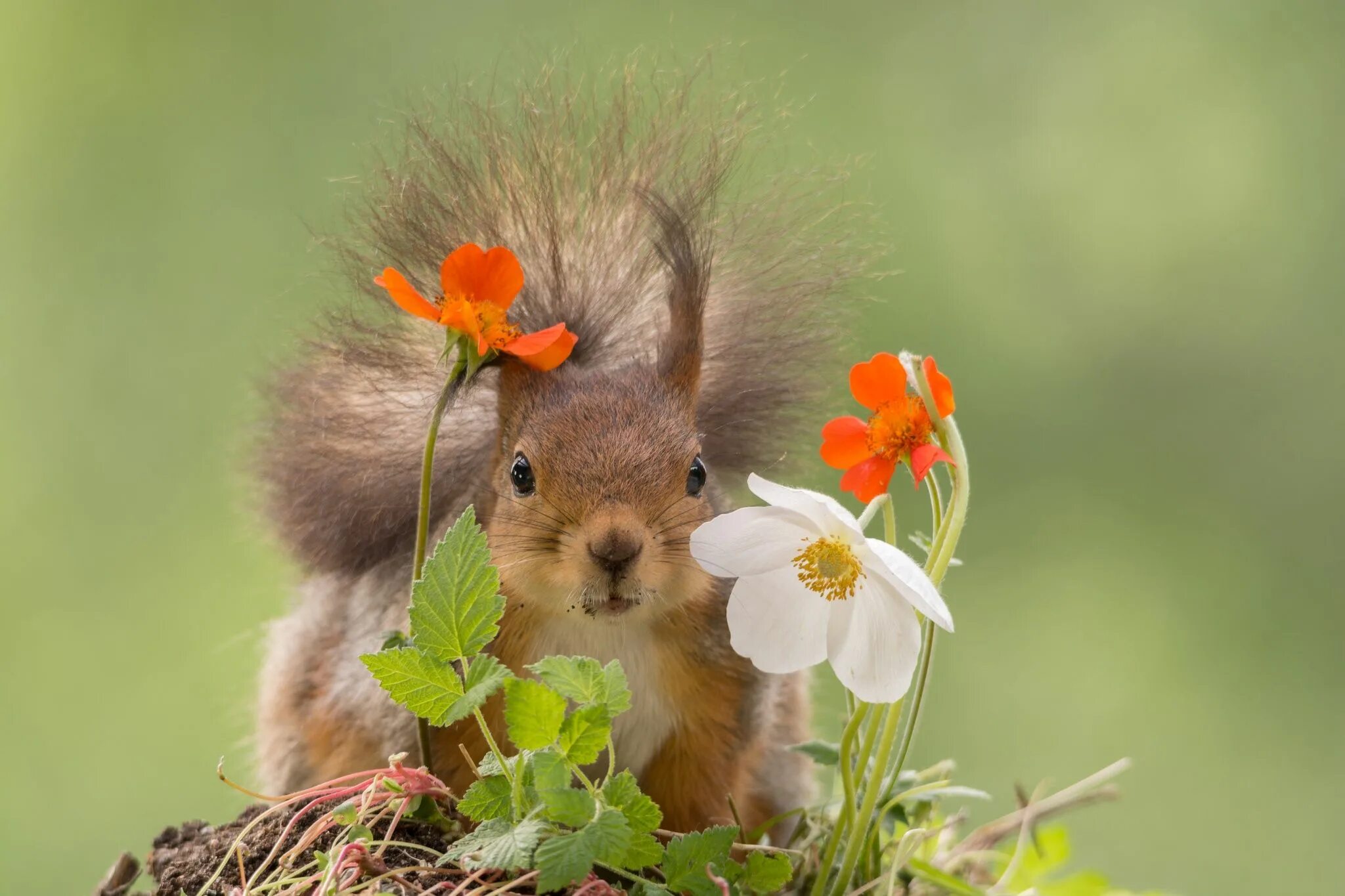 Картинка хорошего дня с животными красивые peeking by Geert Weggen on 500px Photo ecureuil, Écureuil mignon, Écureuil roux