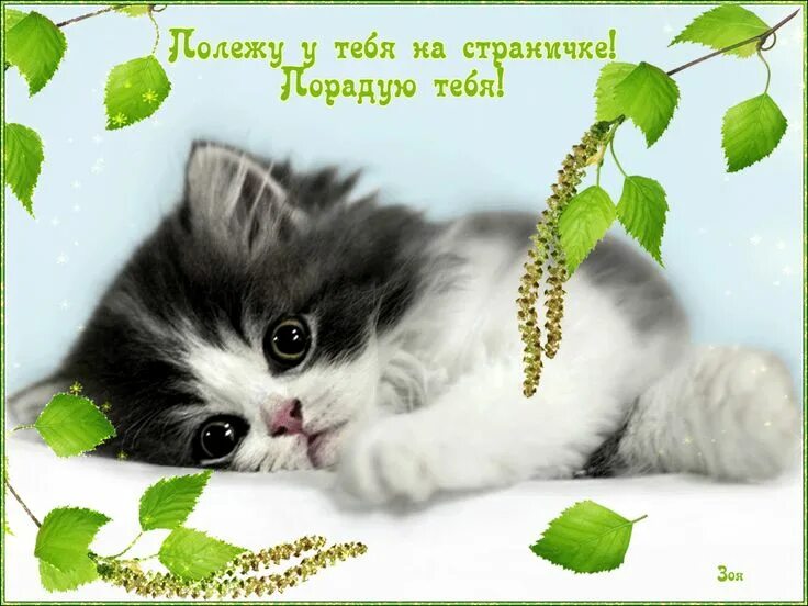 Картинка хорошего дня скучаю порадую Милые котики, Кошачьи картины, Самые милые животные