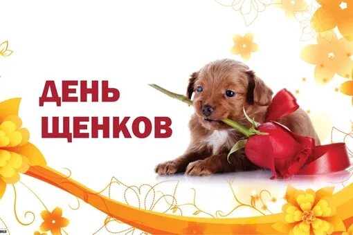 Картинка хорошего дня собаки Поиск зверей - всероссийская система поиска домашних животных.
