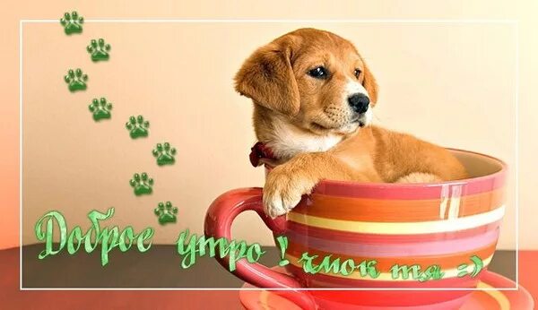 Картинка хорошего дня собаки Ответы Mail.ru: каждое утро мучает меня один и тот же вопрос...ну кто его придум