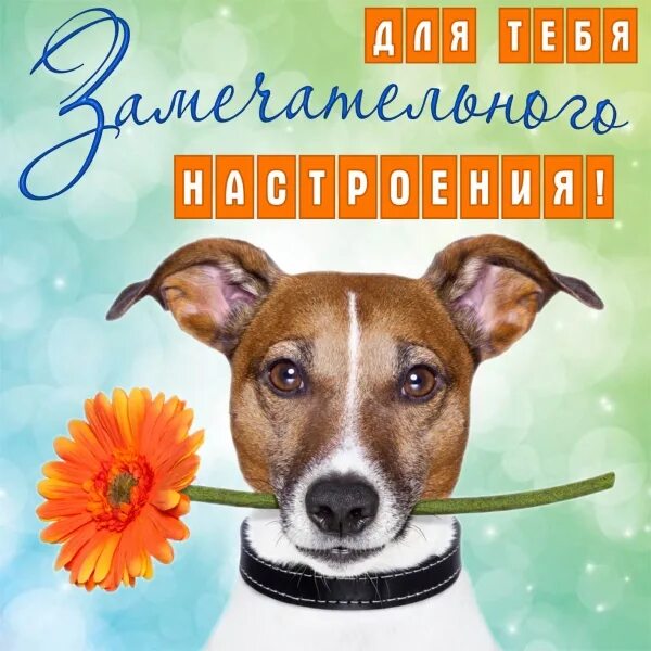 Картинка хорошего дня собаки ОТКРЫТКИ on Viber