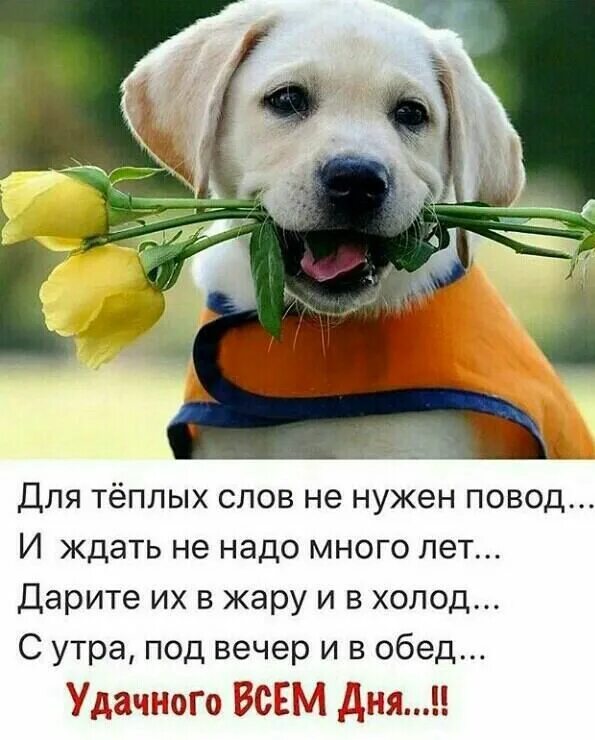 Картинка хорошего дня собаки Pin on Доброе утро Labrador retriever, Good morning, Labrador