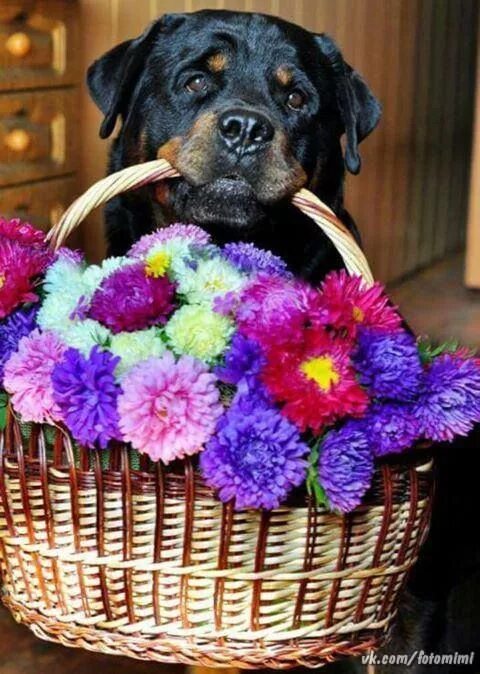 Картинка хорошего дня собаки Pin auf Mindenem a Rottweiler-My gosh the Rottweiler Geburtstag gedicht, Geburts