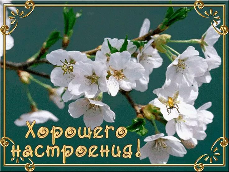 Картинка хорошего дня весна Pin by Любовь Григорьевна on УТРО Messages, Garden, Plants