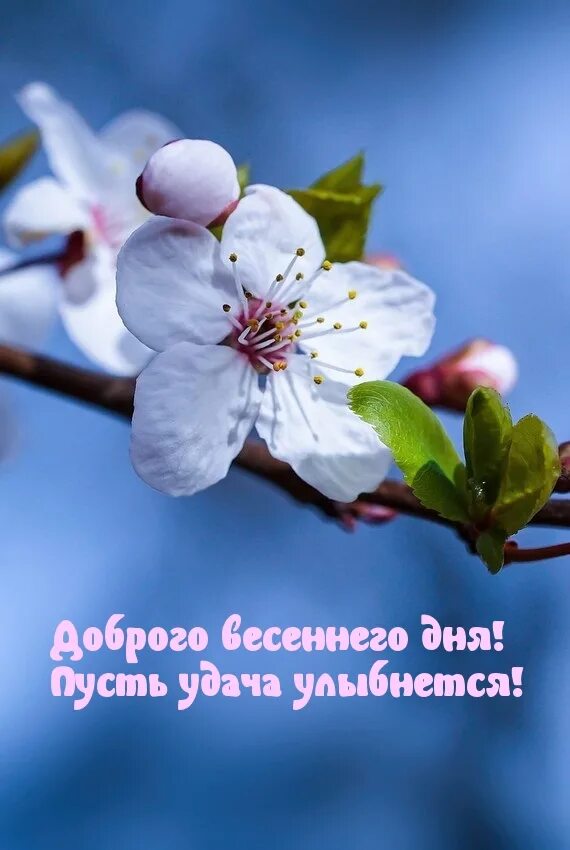 Картинка хорошего дня весна Картинка: Доброго весеннего дня! Пусть удача улыбнется!