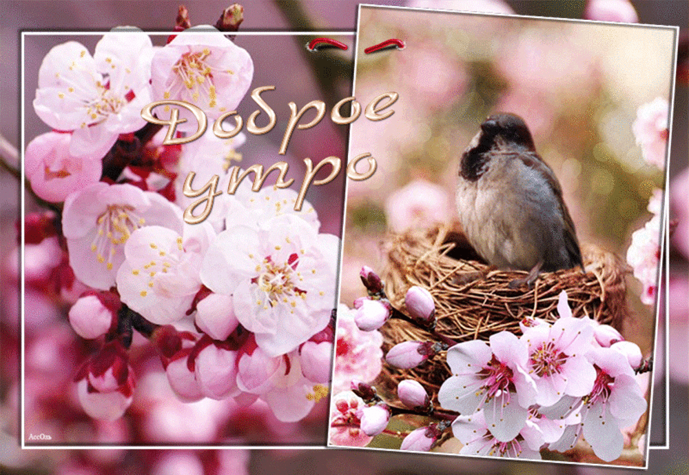Картинка хорошего дня весна цветы вишни - Поиск в Google Outdoor decor, Good morning, Bird