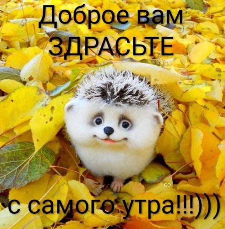 Картинка хорошего осеннего дня и настроения прикольные Пин от пользователя Валентина Шацкая на доске Доброе утро в 2023 г Смешные откры