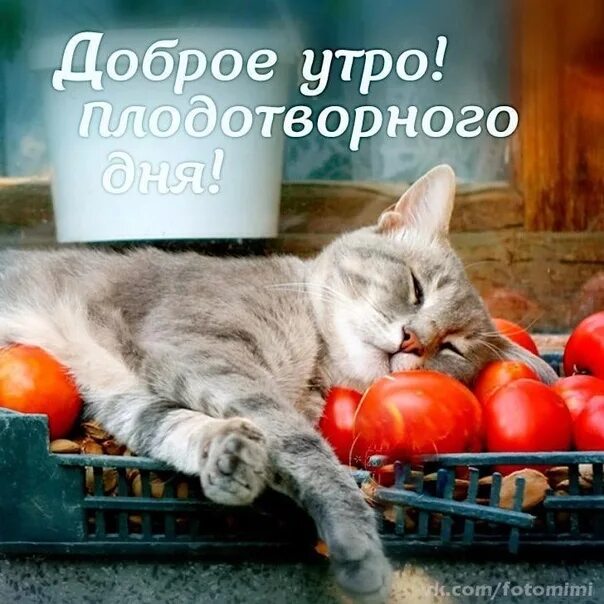 Картинка хорошего плодотворного дня Друзья, сегодня пятница! 2022 КОТИКИ и не только РЕКОМЕНДУЮТ... ВКонтакте