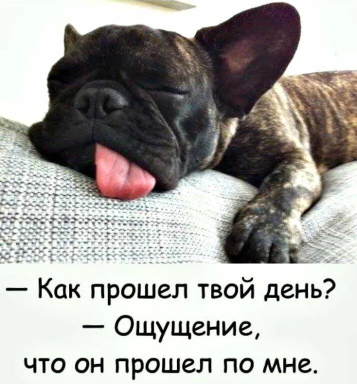 Картинка хорошо прошел день Пин от пользователя Людмила на доске Стихи, цитаты... Смешные высказывания, Юмор