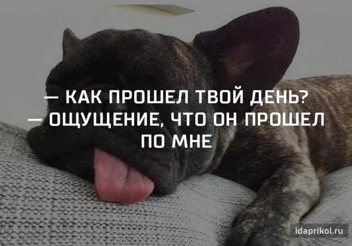 Картинка хорошо прошел день Лента по интересам - Юмор - 1248122 - Tabor.ru