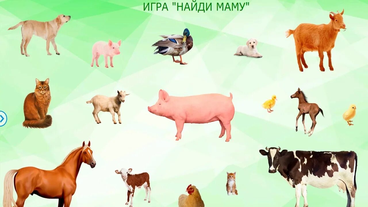 Картинка игры домашние животные Итоговая диагностика старшая группа - YouTube
