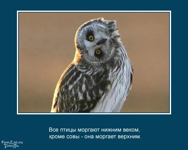 Картинка интересные факты о животных Ответы Mail.ru: а как вы относитесь к неординарным и оригинальным созданиям? (фо