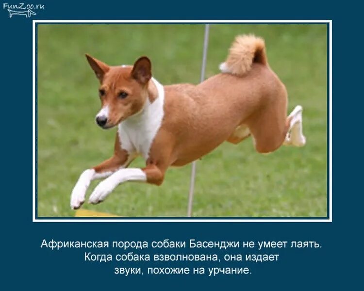 Картинка интересные факты о животных Факты о животных, которые вас удивят Удивительный мир животных Дзен