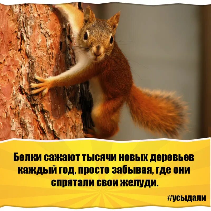 Картинка интересные факты о животных 21 факт о животных - Окружающий мир