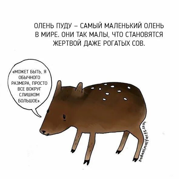 Картинка интересные факты о животных Пин на доске Illustrations fun Интересные факты, Факты, Милые открытки