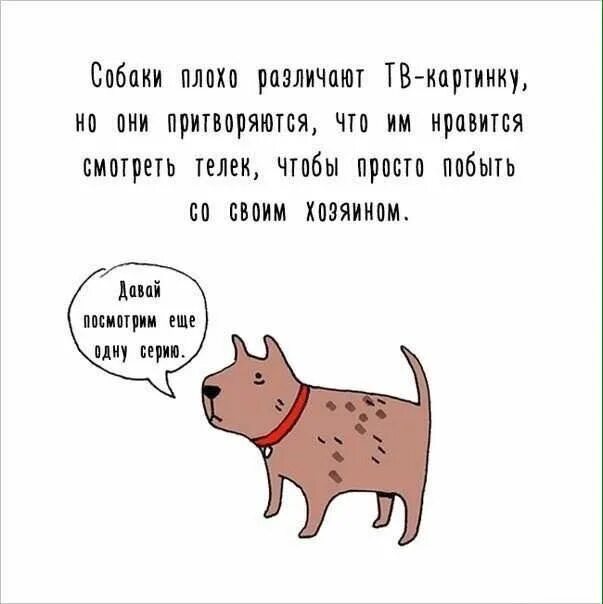 Картинка интересные факты о животных Пин от пользователя Luna Mudblood на доске Dogs Интересные факты, Факты, Смешные