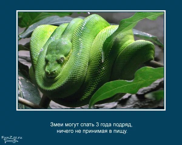 Картинка интересные факты о животных Животные. То, чего вы не знали - 20 ответов форум Babyblog