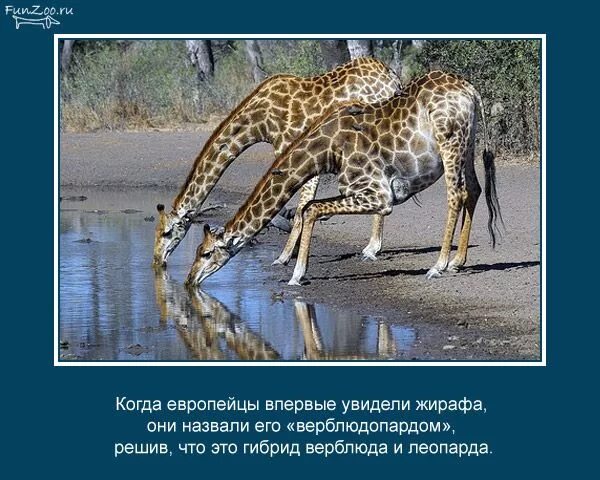 Картинка интересные факты о животных Обсуждения - Для души! От души! - Группы Мой Мир