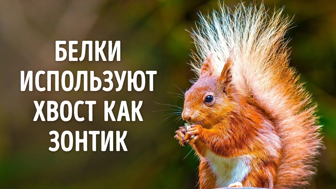 Картинка интересные факты о животных 50 Фактов о Животных, Которые Растопят Любое Сердце - YouTube