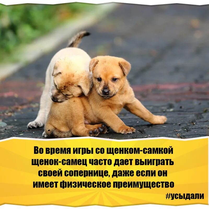 Картинка интересные факты о животных 21 факт о животных - Окружающий мир