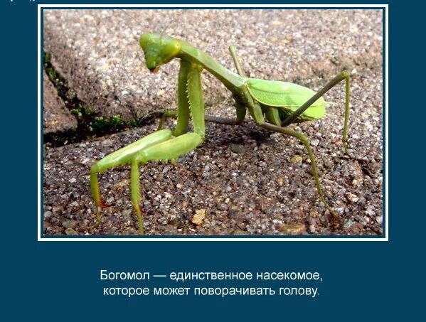 Картинка интересные факты о животных Ответы Mail.ru: Мы с моей племянницей Настей ловили у бабушки на Украине в стелб
