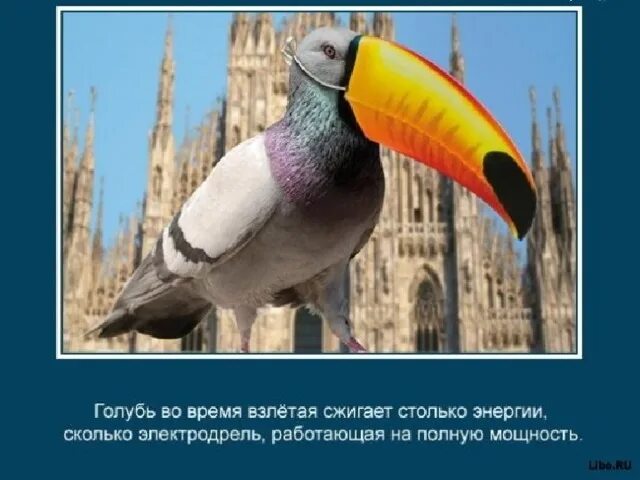 Картинка интересные факты о животных Презентация "Интересные факты о животных". - биология, презентации