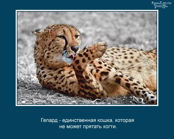 Картинка интересные факты о животных Животные. То, чего вы не знали - 20 ответов форум Babyblog