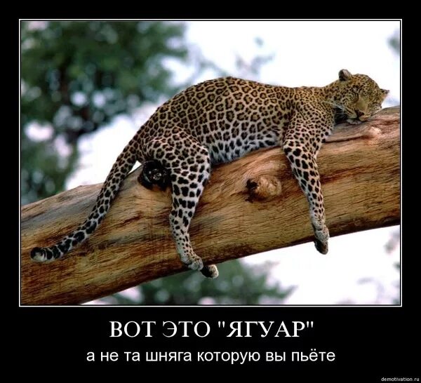 Картинка интересные факты о животных Ответы Mail.ru: а пьёте коктельчики.. разные типа ЯГУАР-??-))).. .см внутри