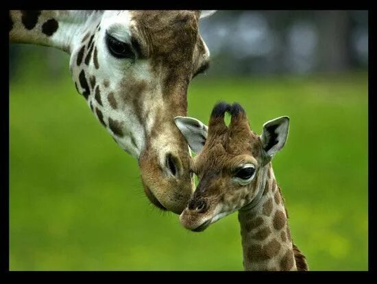 Картинка интересные факты о животных Mom and baby Giraffe pictures, Baby giraffe pictures, Baby animals