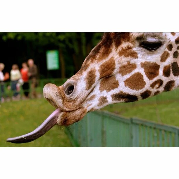 Картинка интересные факты о животных Funny Emotions Giraffe-20 Inch By 30 Inch Laminated Poster With Bright Colors An