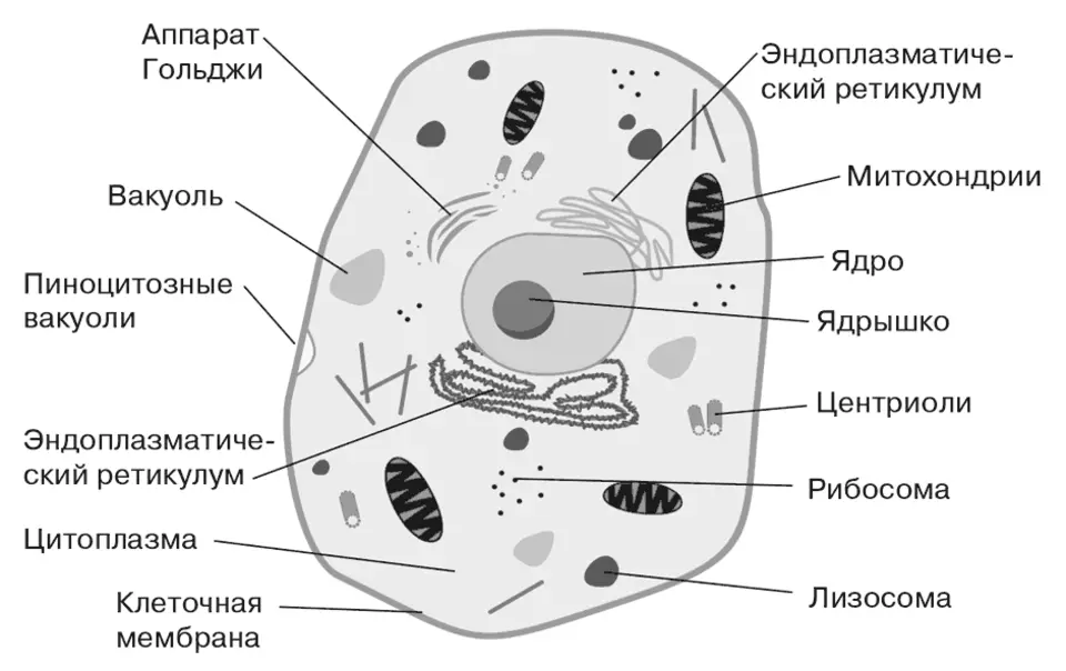 Картинка клетка растений и животных Схематичное строение клетки: найдено 82 картинок