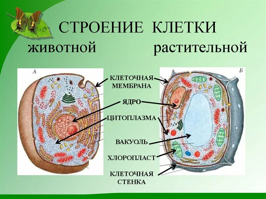 Картинка клетка растений и животных Увеличительные приборы. строение клетки. ткани