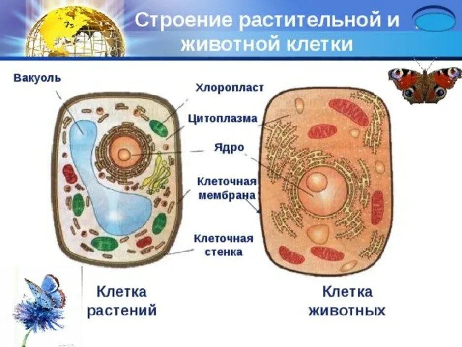Картинка клетка растений и животных Строение растительной живой клетки - найдено 86 картинок