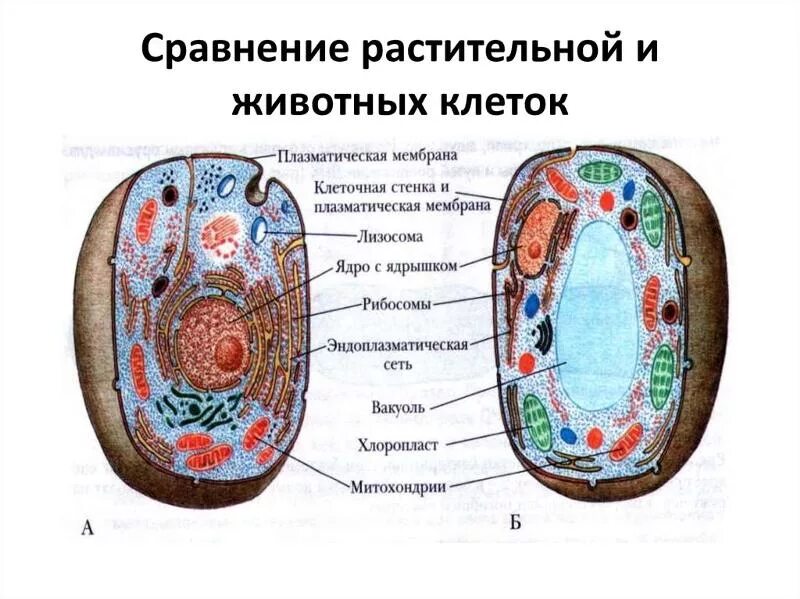 Картинка клетка растений и животных Ответы Mail.ru: Клетки растений и животных сильно похожи?