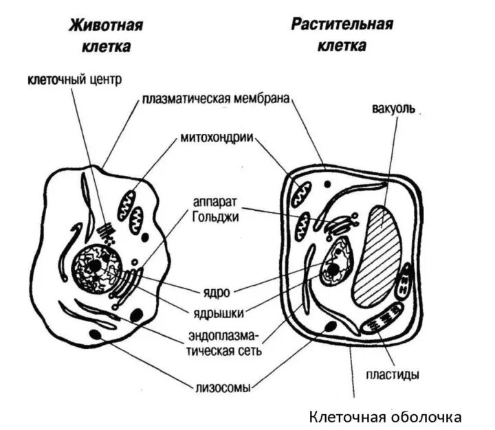 Картинка клетка растений и животных Глава 1. Организм человека. Общий обзор - 3. Клетка: строение, химический состав