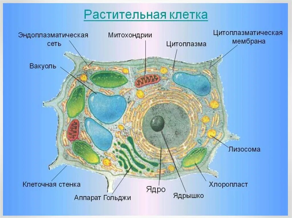 Картинка клетка растений и животных Картинки КАКИЕ КЛЕТКИ РАСТИТЕЛЬНОГО ОРГАНИЗМА