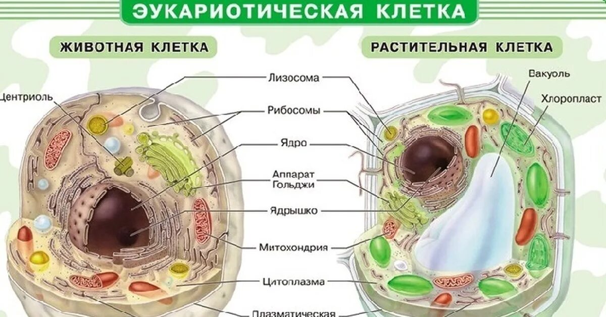 Картинка клетка растений и животных Строение растительной живой клетки
