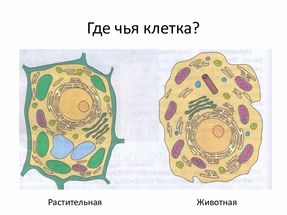 Картинка клетка растений и животных Картинки БИОЛОГИЯ КЛАСС РИСУНКИ КЛЕТОК ЖИВОТНЫХ