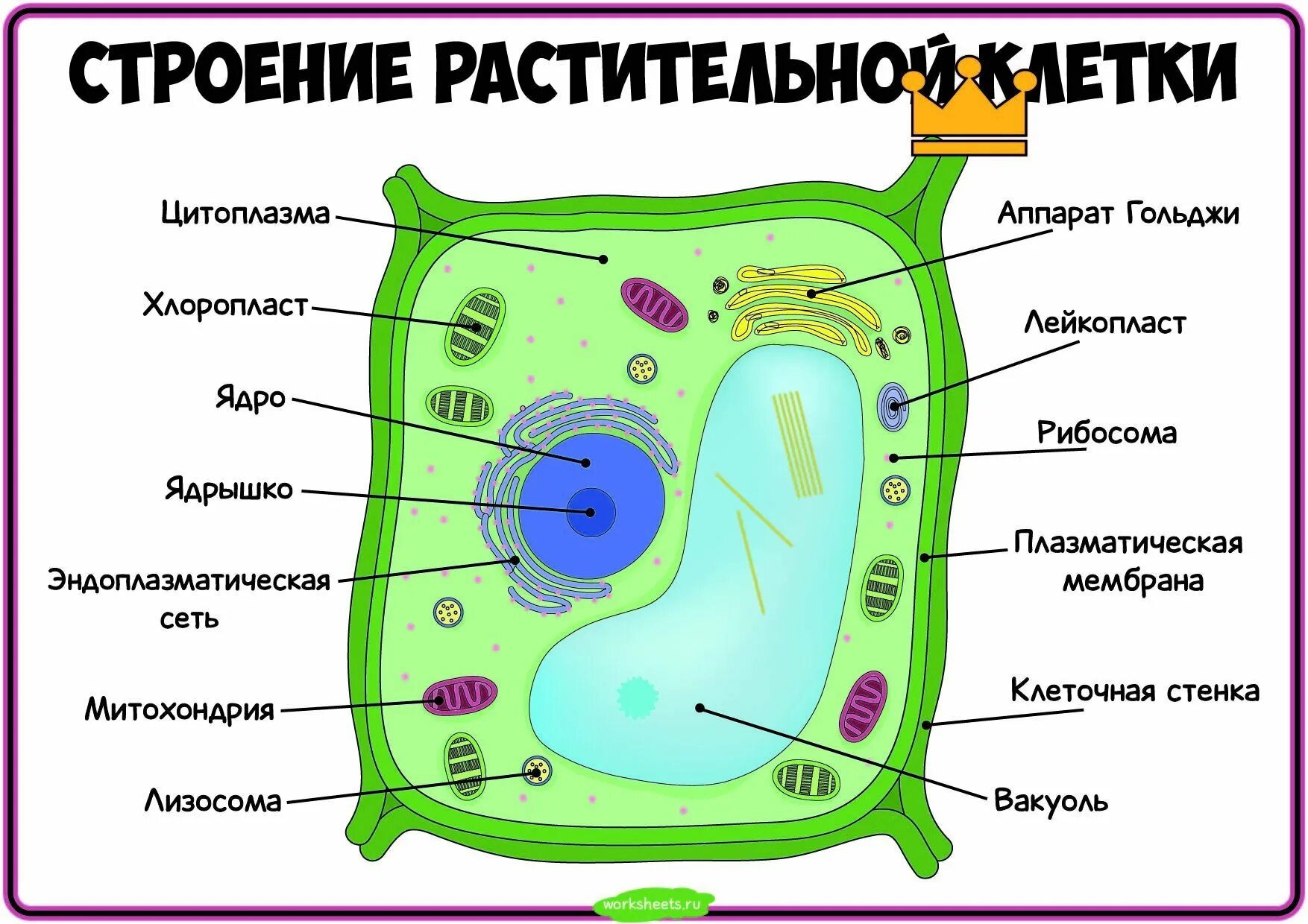 Картинка клетка растений и животных Где в растительных клетках находится клетчатка: найдено 68 изображений
