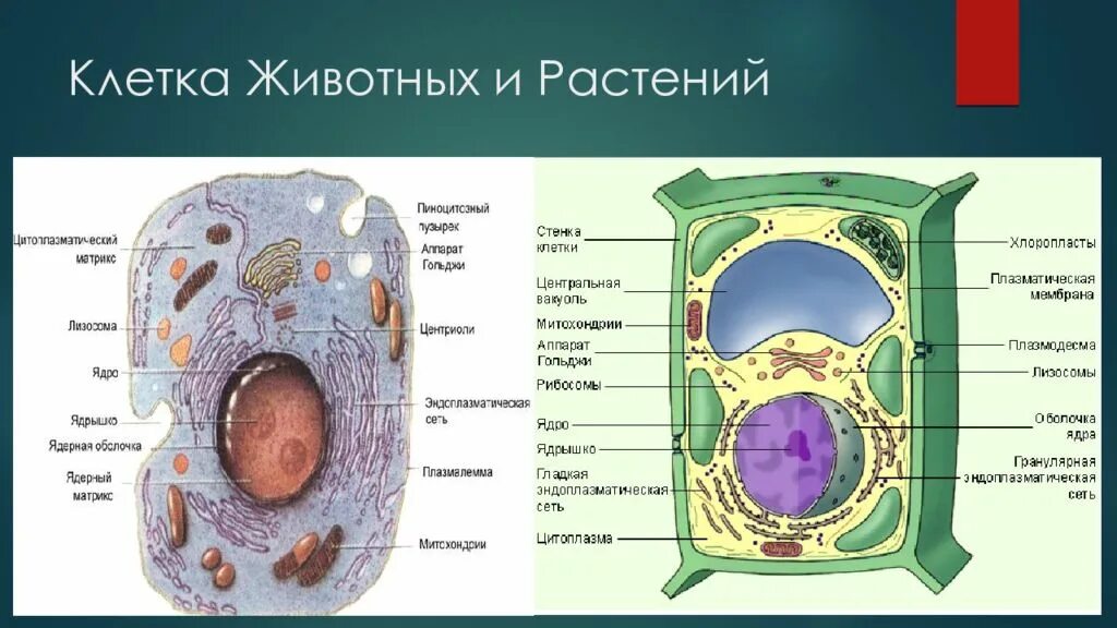 Картинка клетка растений и животных Клеточное строение растений и животных: найдено 90 изображений