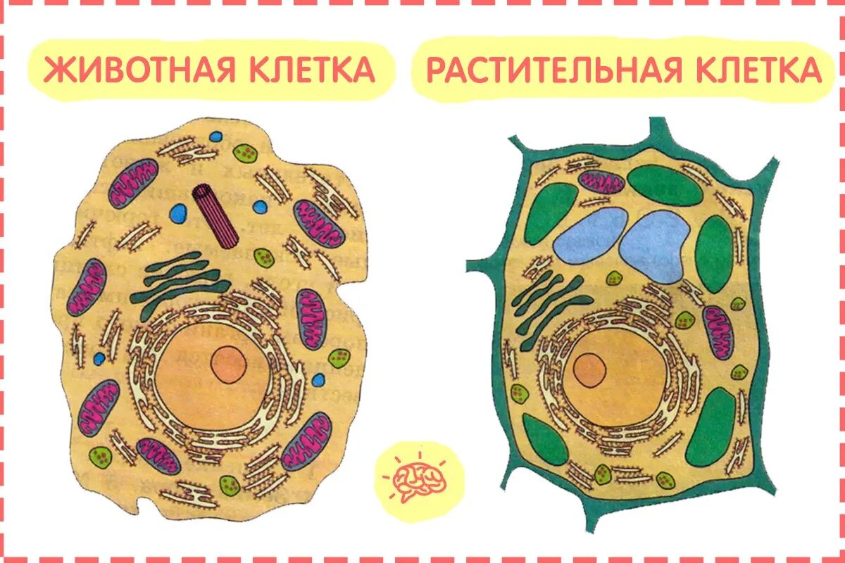 Картинка клетка растений и животных Картинки ВСЕ ЖИВЫЕ КЛЕТКИ РАСТЕНИЙ
