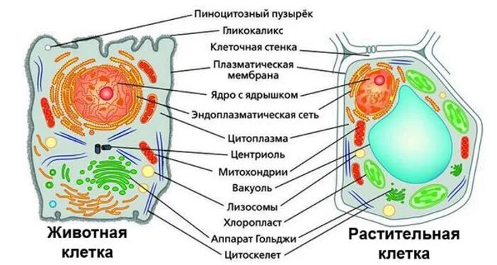Картинка клетка растений и животных КЛЕТКА III. Строение, состав, функции / Habr
