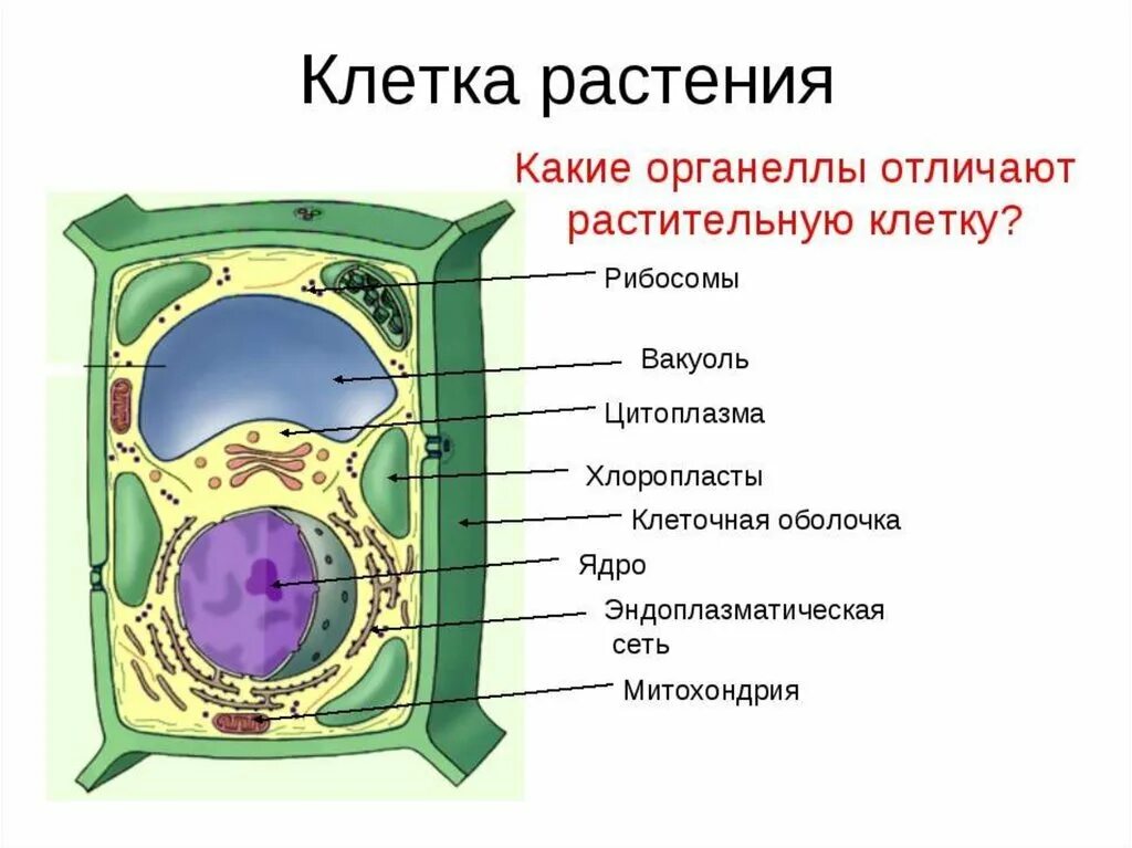 Картинка клетка растений и животных Картинки БОТАНИКА СТРОЕНИЕ КЛЕТКИ