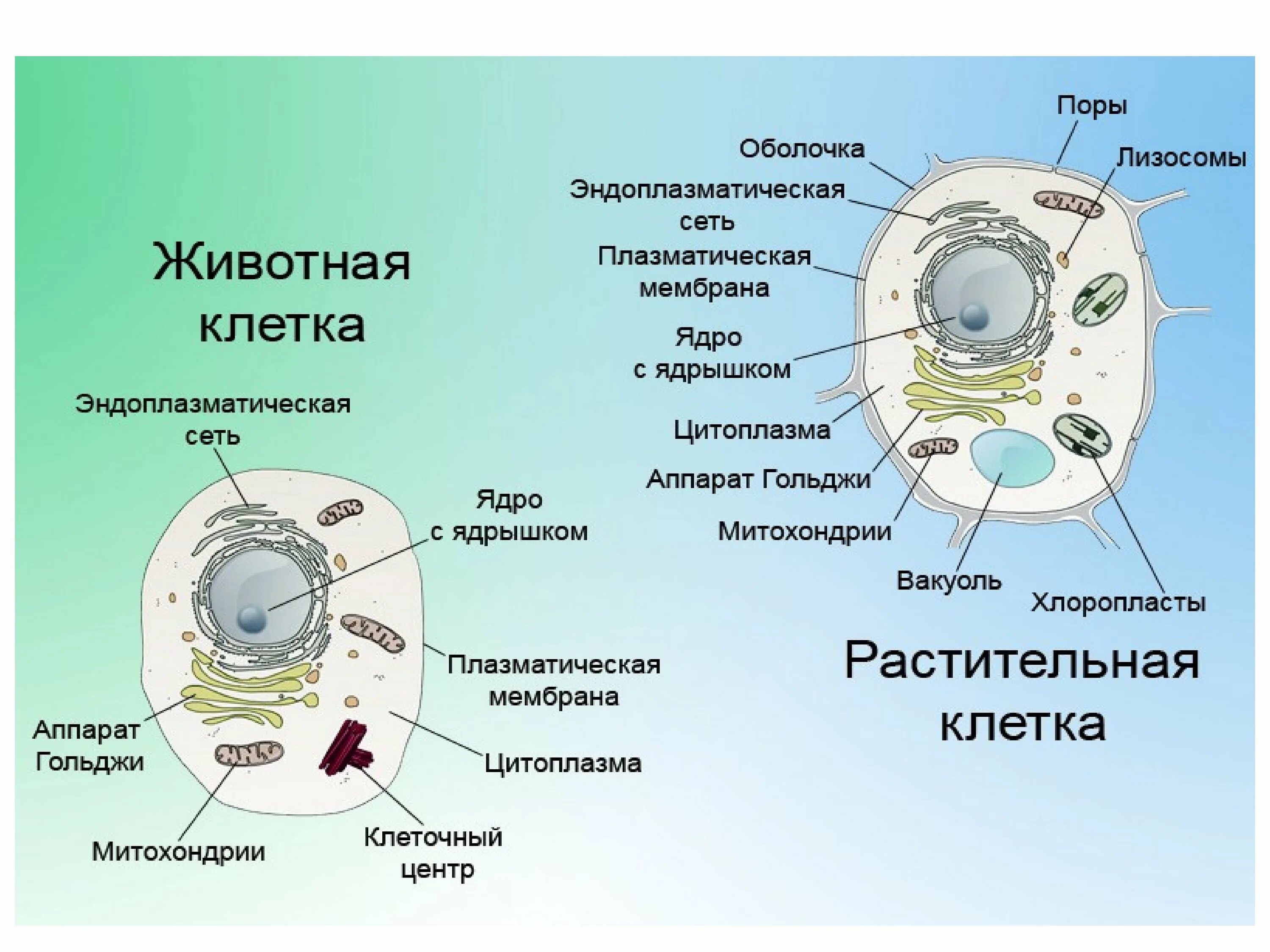 Картинка клетка растений и животных Картинки ЭУКАРИОТЫ РАСТИТЕЛЬНАЯ КЛЕТКА