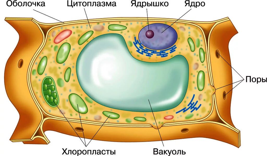 Картинка клетка растений и животных Картинки 3 СТРОЕНИЕ РАСТИТЕЛЬНОЙ КЛЕТКИ